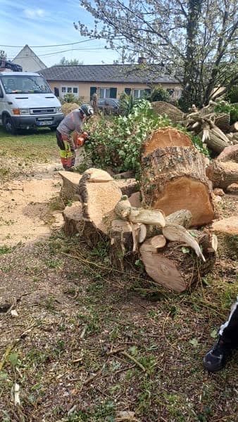 Souche d'arbre manutentionnée au chargeur compact après abattage