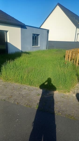 Pelouse d'un jardin privatif avant la tonte