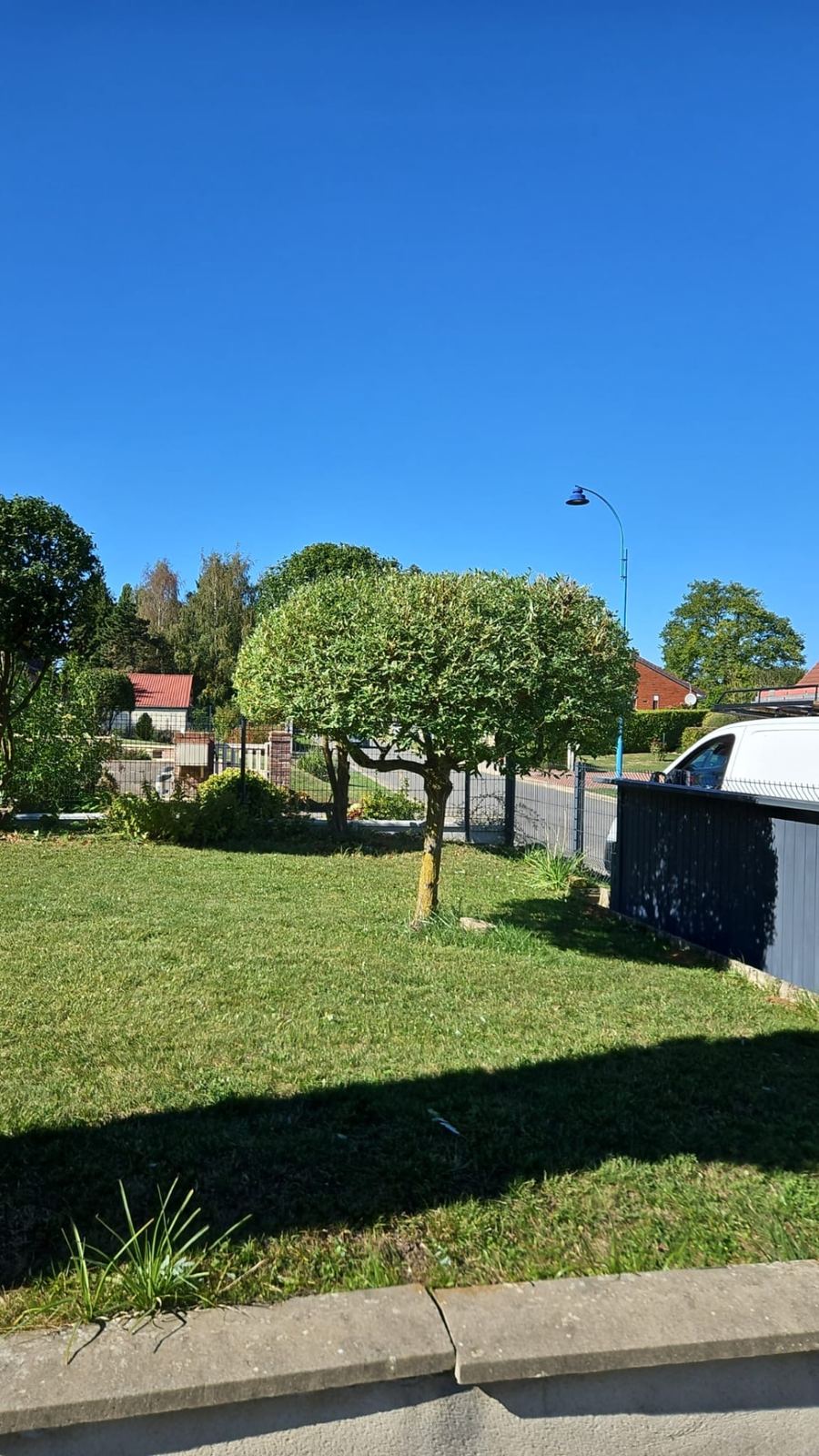 Le même arbre taillé en couronne régulière après la taille de remise en forme