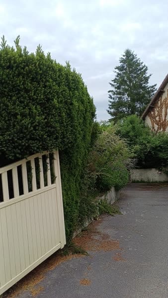 Haie de laurier haute et débordante avant la taille