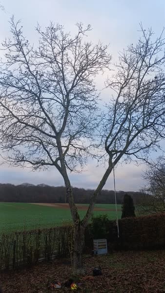 Grand arbre encore debout en bordure de champ avant abattage