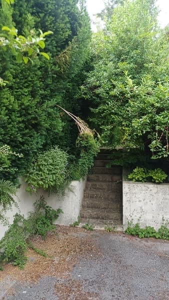 Escalier et abords envahis par la végétation avant intervention