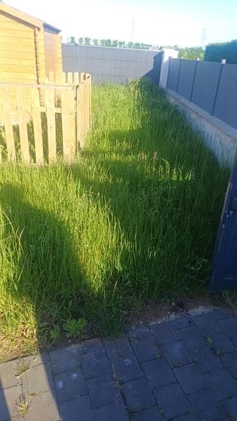 Herbes hautes le long d'une clôture avant tonte
