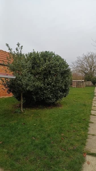 Le même buisson taillé en forme régulière après intervention