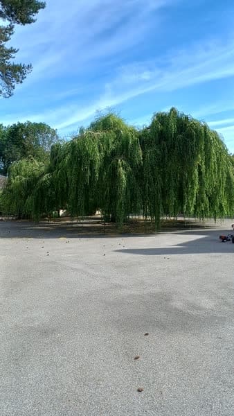 Grand saule pleureur avant la taille