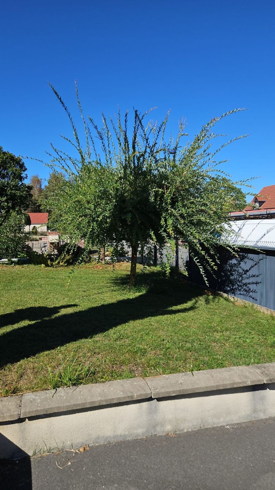 Arbre au houppier envahi et branches déséquilibrées avant la remise en forme