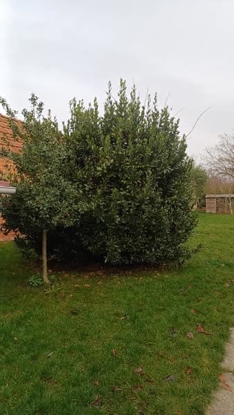 Grand buisson touffu et déséquilibré avant la taille