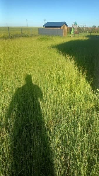Grand champ envahi par les hautes herbes avant tonte
