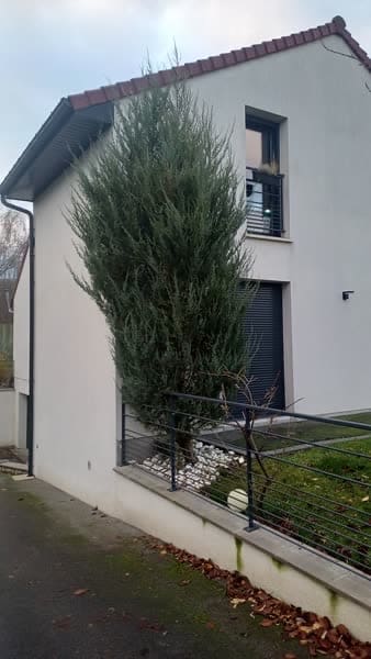 Grand arbuste envahissant le long d'une façade avant suppression