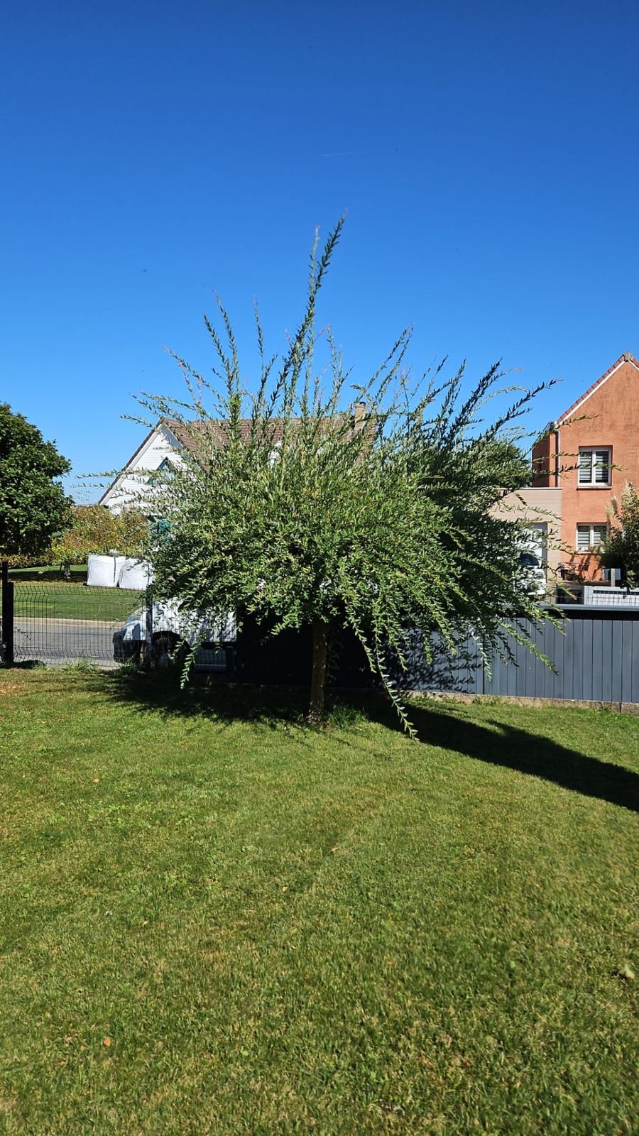 Arbre aux branches envahissantes vues depuis la pelouse avant la taille